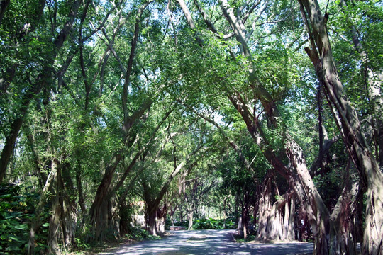 森林 林间小路 阳光树林