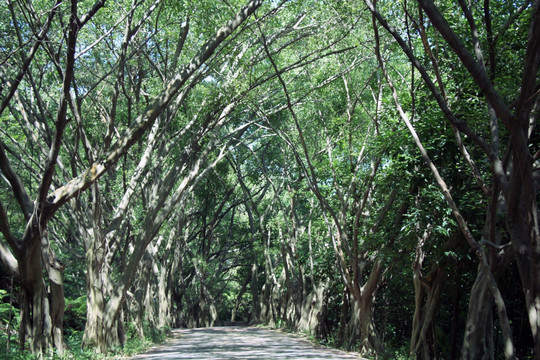 森林 林中小路