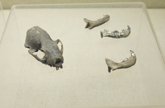 獾头骨和下颌骨