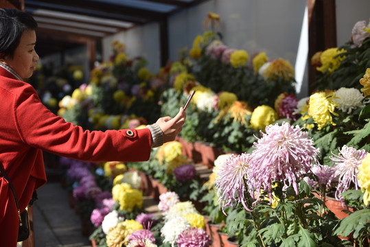 趵突泉菊花展