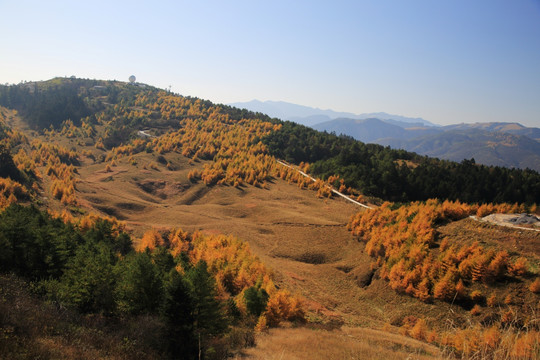 冷杉树