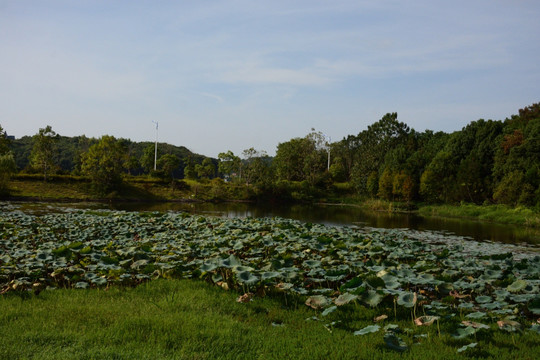 鄱阳湖 鄱阳湖湿地公园