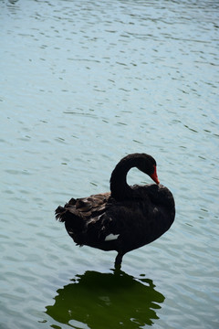 鄱阳湖黑天鹅实拍 鄱阳湖黑天鹅