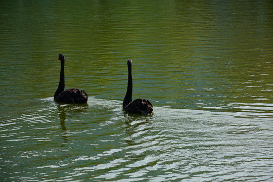 鄱阳湖黑天鹅实拍 鄱阳湖黑天鹅