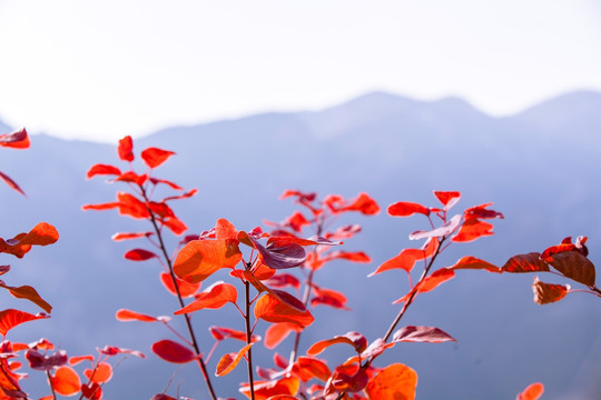 坡峰岭 黄栌 红叶