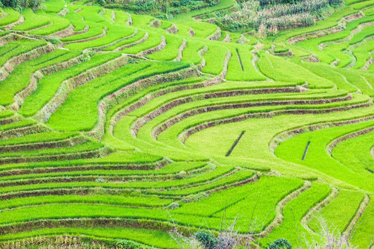 元阳梯田