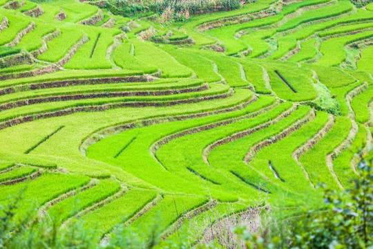 元阳梯田