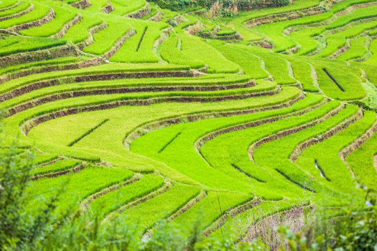 元阳梯田