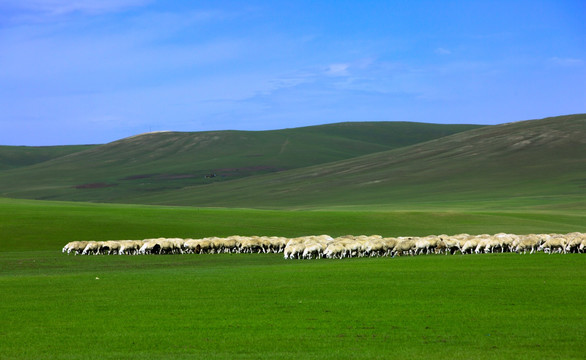 羊群在草原上吃草