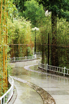 竹林小路 雨后竹林