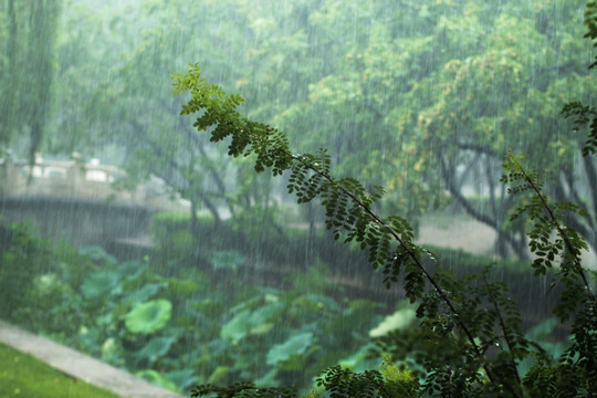 大雨中的植物