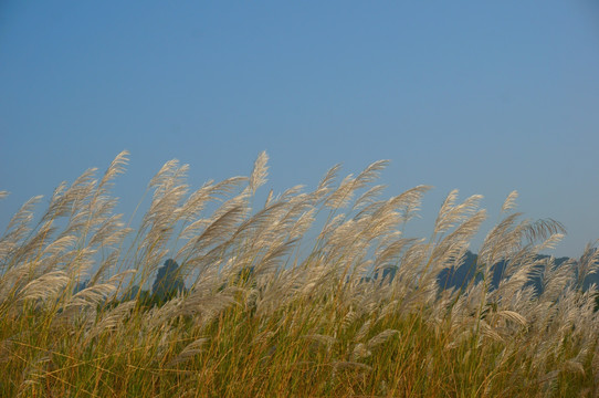 茅草秋景