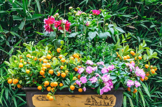 鲜花与金桔