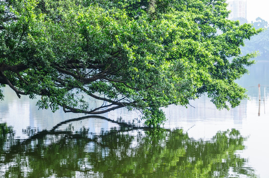 湖面上的绿树