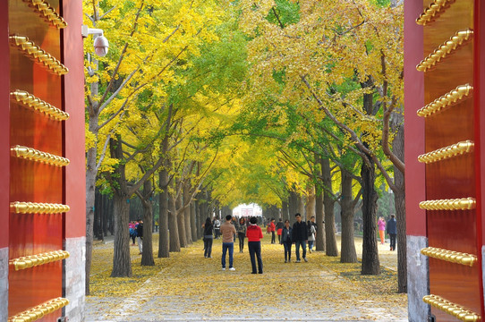 北京地坛公园的秋色风光