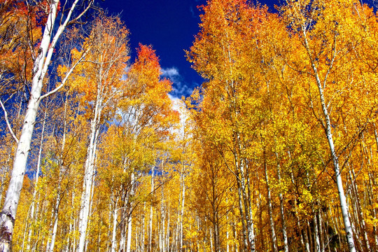 秋天风景画 白杨树