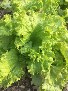 生菜 蔬菜 青菜