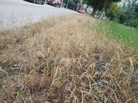 除草剂