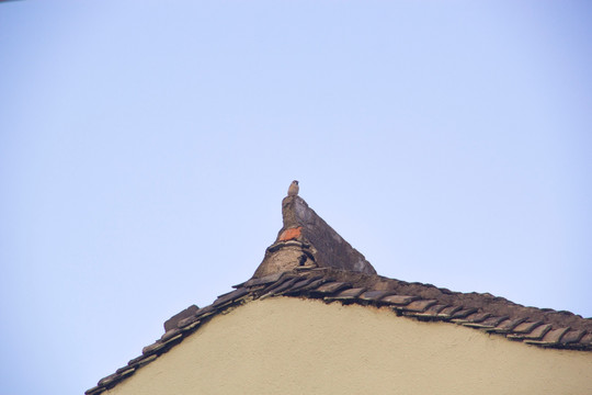 屋顶上的麻雀