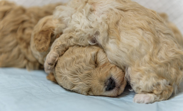 新生犬 狗崽崽