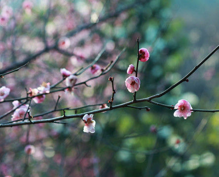 梅花