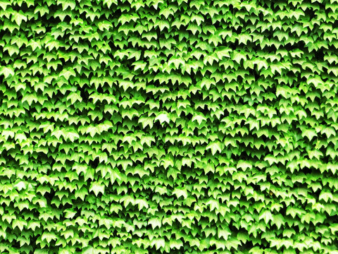 绿植墙背景 绿化墙背景