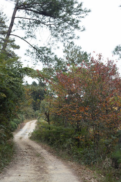 山间小路