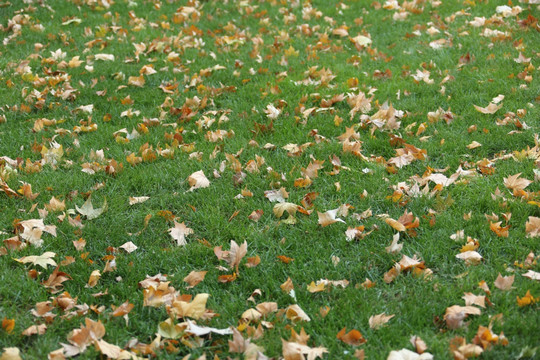 草坪上的落叶