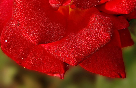 花瓣晨露