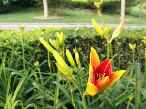 花