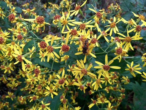 蜜蜂采蜜 野菊花 千里光