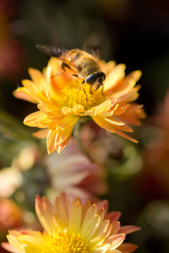 菊花 蜜蜂 植物 壁纸 花 背