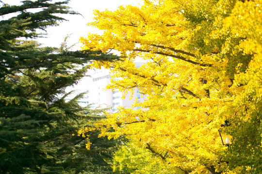 秋天 银杏树 金黄 素材 树木