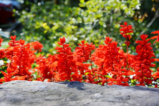 石头边的红花