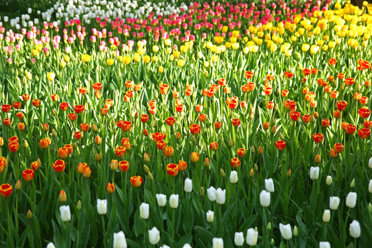 郁金香花海