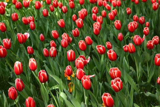 郁金香花蕾