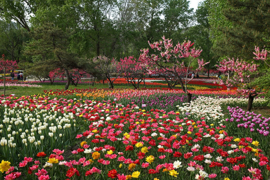 一片郁金香花