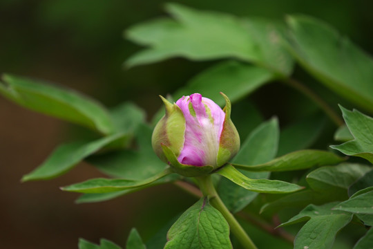 牡丹花蕾