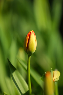 郁金香花蕾