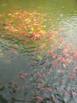 鲤鱼