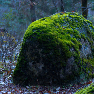 苔藓