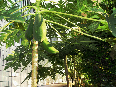 高清木瓜树木瓜原植物特写绿色