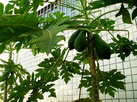 高清木瓜树木瓜原植物特写绿色
