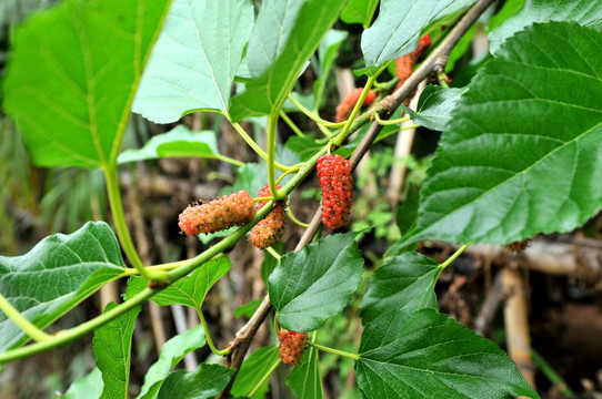 高清植物新鲜桑树水果绿叶