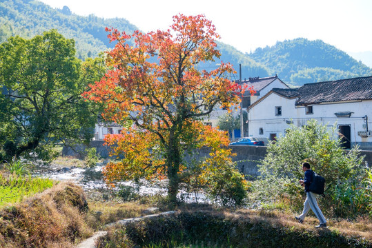 秋景