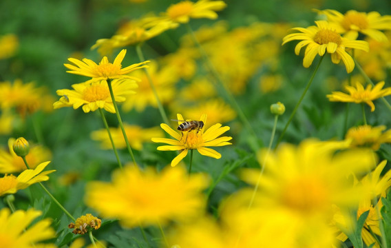 花儿与蜜蜂