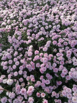 红白紫色菊花花卉花草