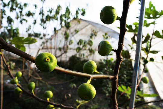 无花果 水果 新鲜