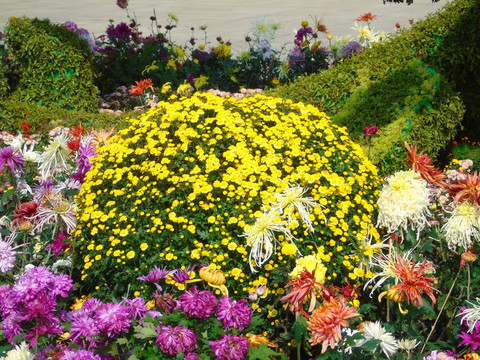 菊花