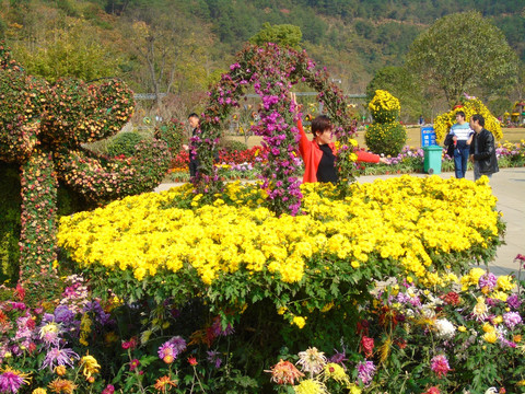 菊花
